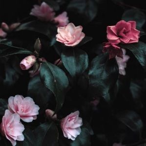 Meet your Posher, Cherisse